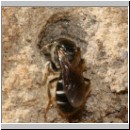 Lasioglossum interruptum - Furchenbiene w02 6mm.jpg